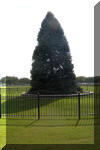 The White House Christmas tree which sits across the street from The White House